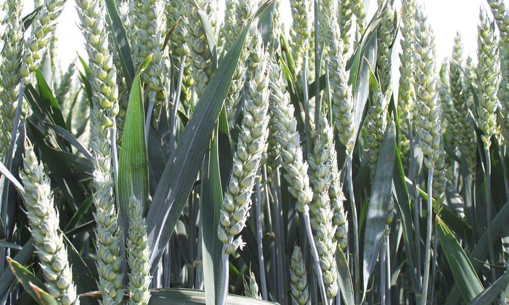 hodowla żyta ozimego pszenicy pszenżyta jęczmienia owsa grochów bobiku wyki lucerny traw