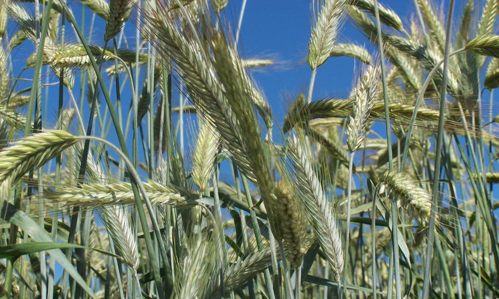 hodowla żyta ozimego pszenicy pszenżyta jęczmienia owsa grochów bobiku wyki lucerny traw