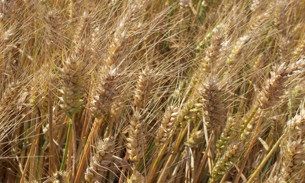 hodowla żyta ozimego pszenicy pszenżyta jęczmienia owsa grochów bobiku wyki lucerny traw